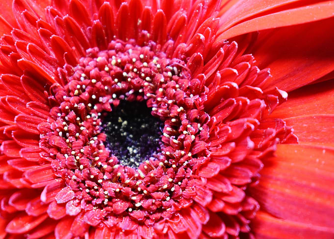 Closeup of Red Flower