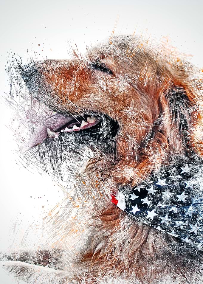 dog pet