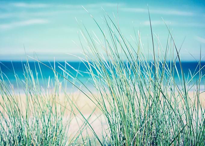 Beach Grass