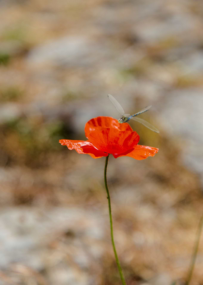 Dragonfly