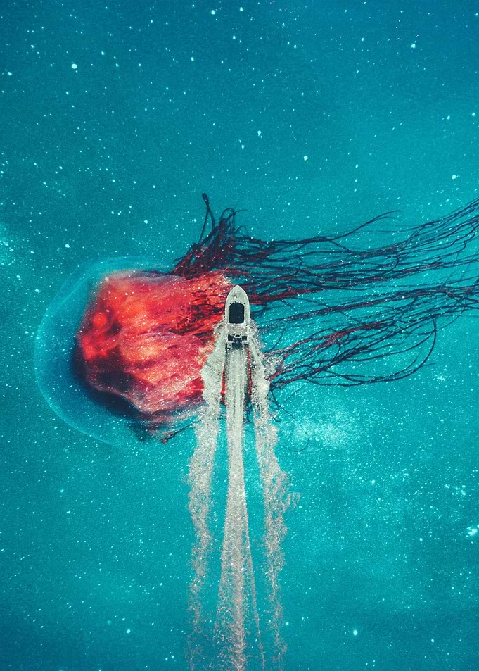 huge jellyfish