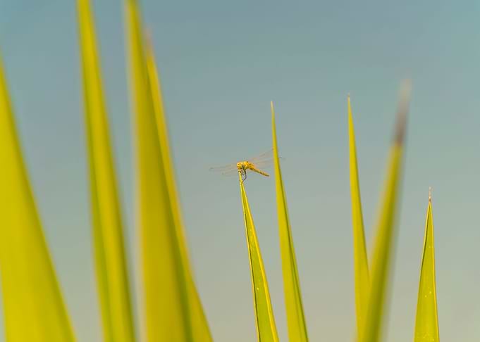 Dragonfly