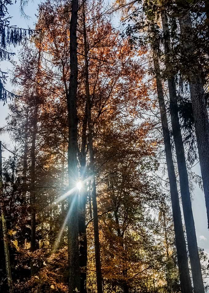 Sunny Autumn