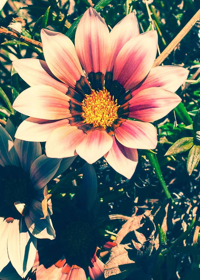 Garden Flower