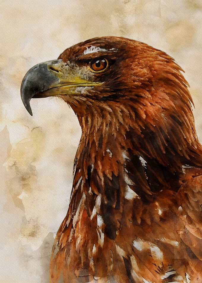 Watercolour Eagle