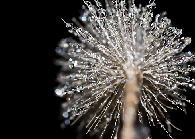 Frozen foxtail closeup