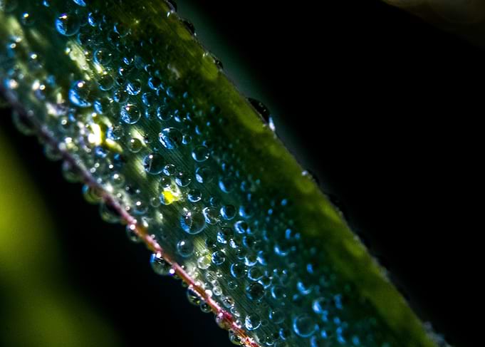 Magic drops on a leaf