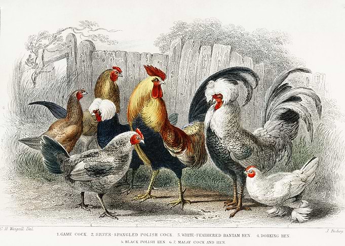 Game Cock Silver