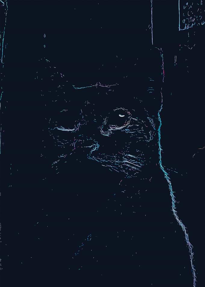 CAT BLACK