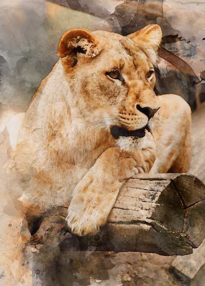 Watercolour Lioness