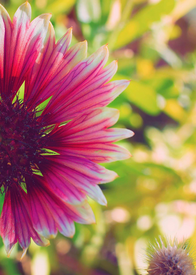 Garden Flower 2