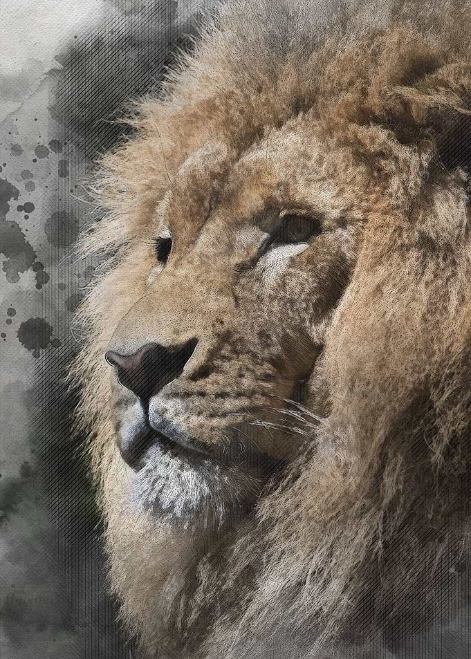 Watercolour Lion