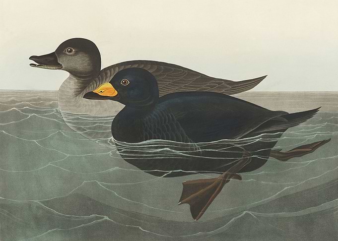 American Scoter Duck