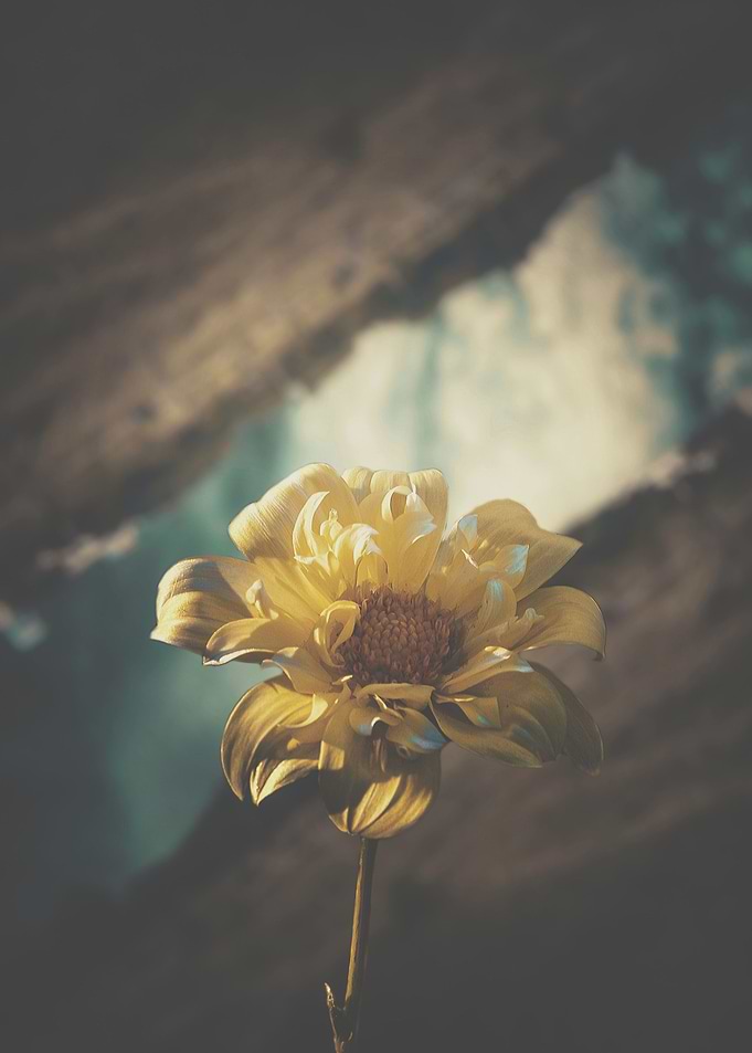 magical flower