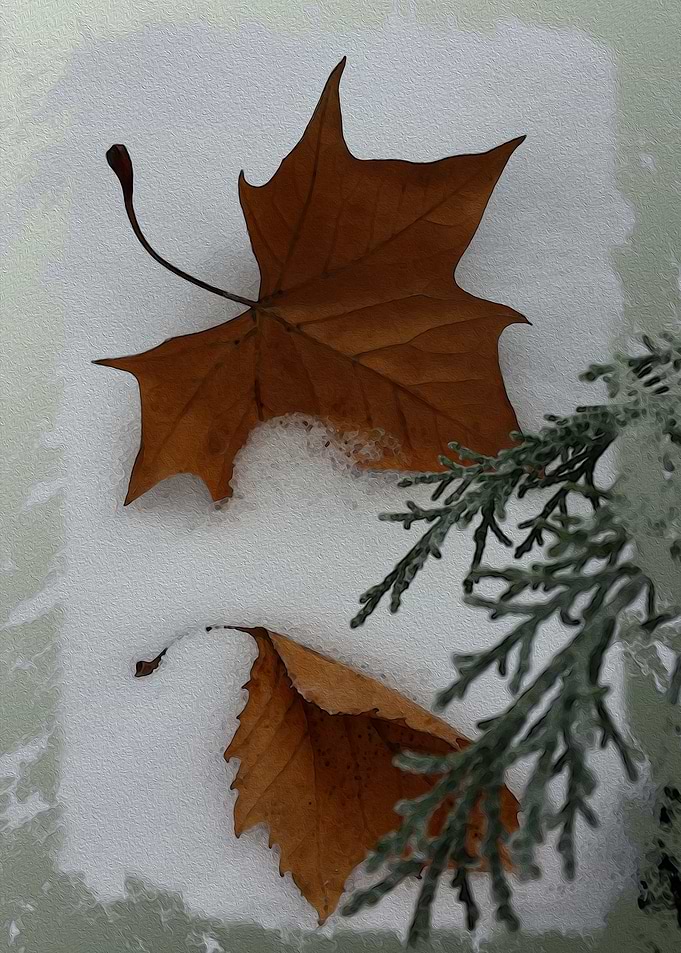 Maple leaves