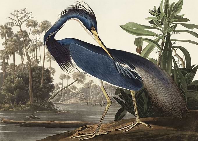 Louisiana Heron