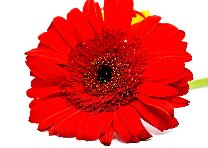 Closeup of Red Flower