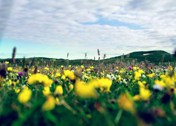 Flower bed