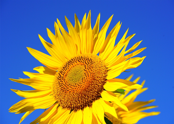 sunflowers