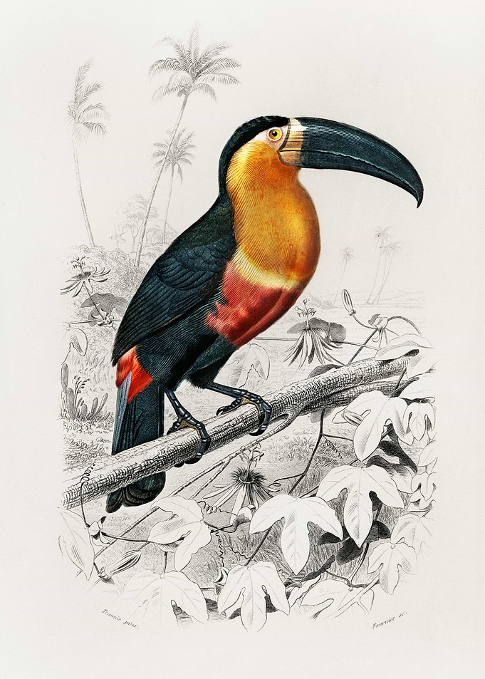 Toucan Ramphastos