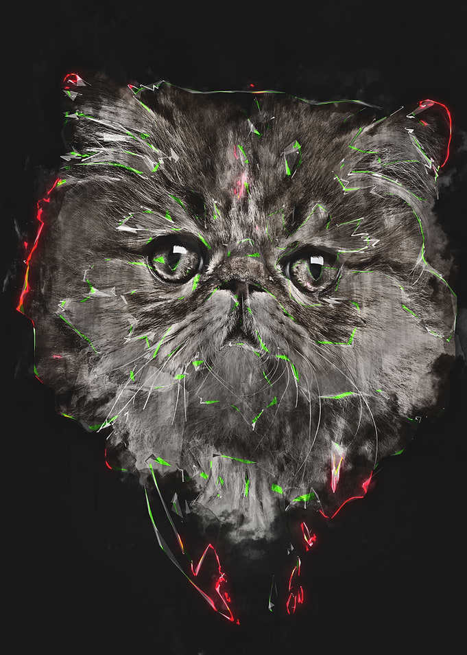 persian cat black