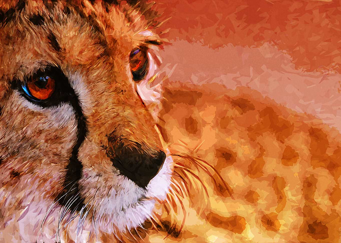 Cheetah