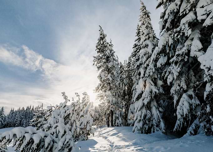 Snow Star