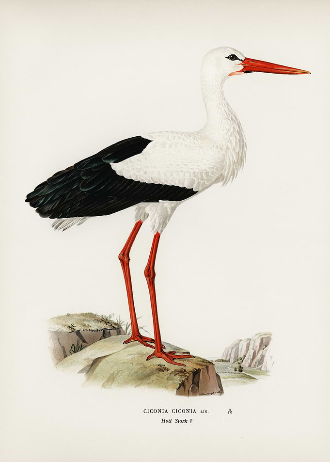White stork Ciconia