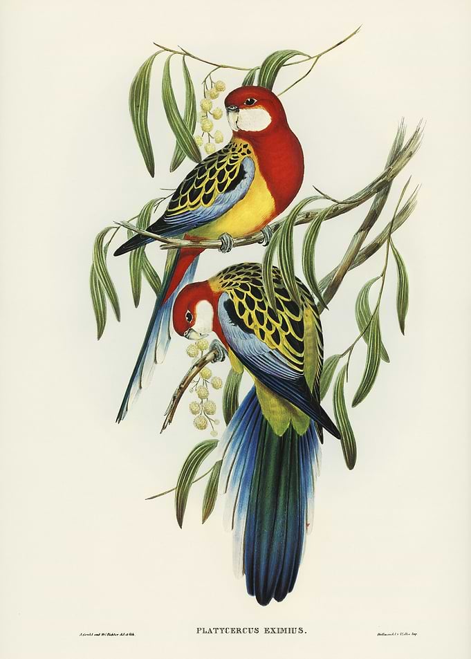 Rosehill Parakeet