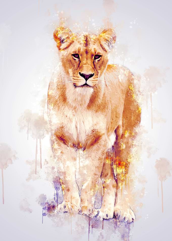 Female Lion