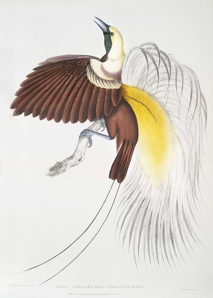 Small Paradise Bird