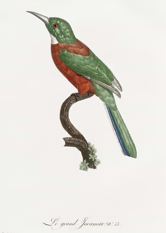 Great Jacamar