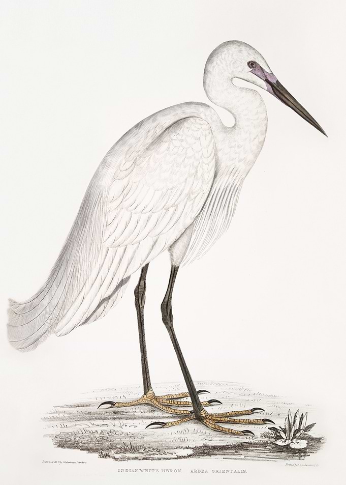 Indian white Heron