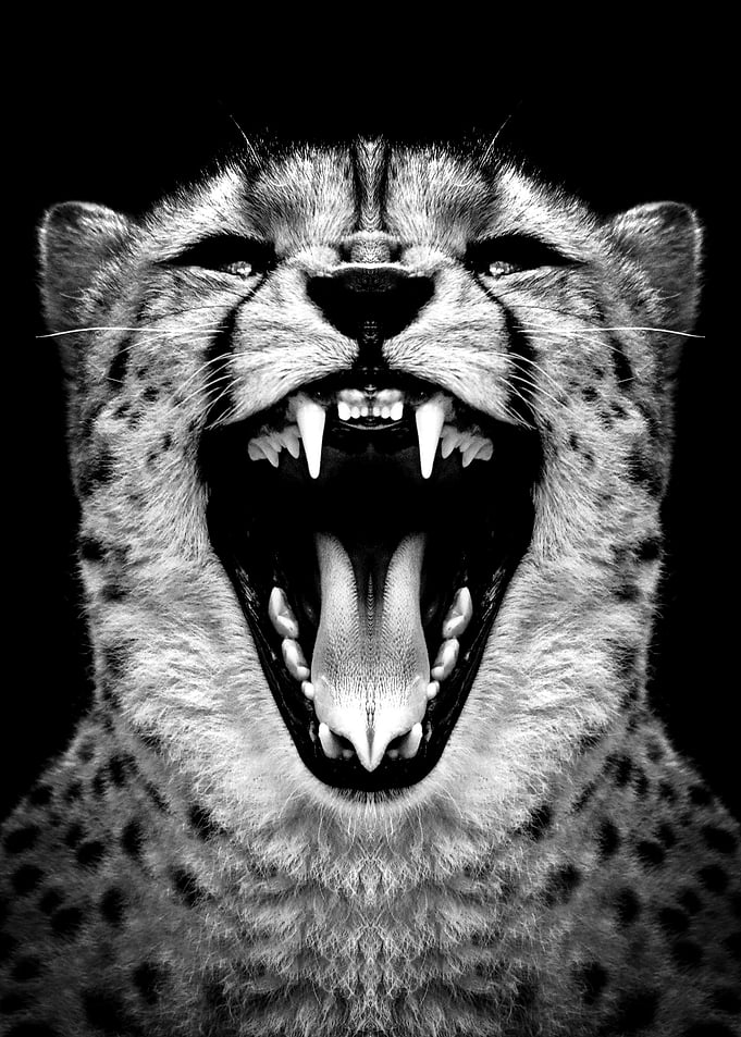 wild angry Cheetah poster