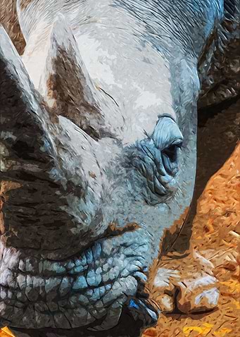 Rhino