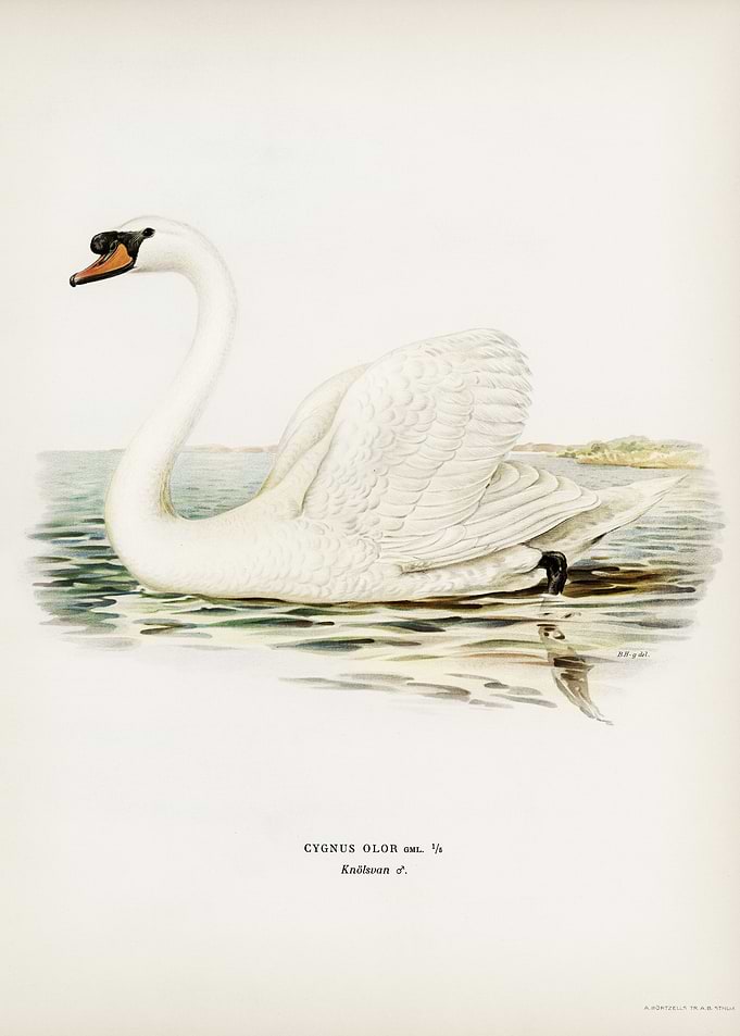 Mute Swan male Cygnus