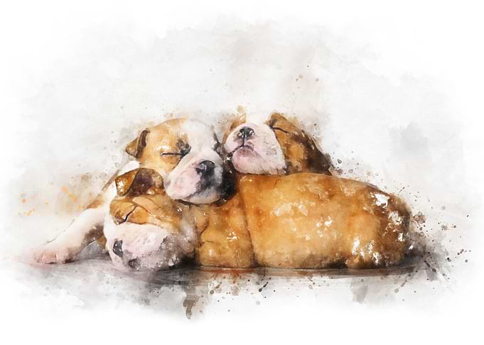 Sleeping Bulldogs
