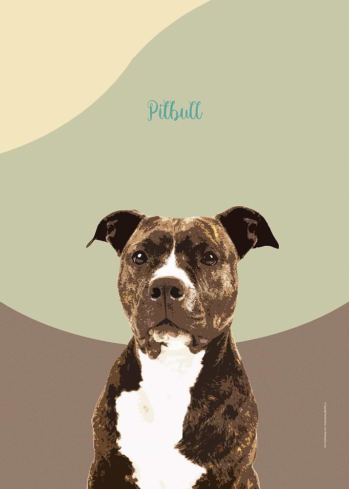 Pitbull