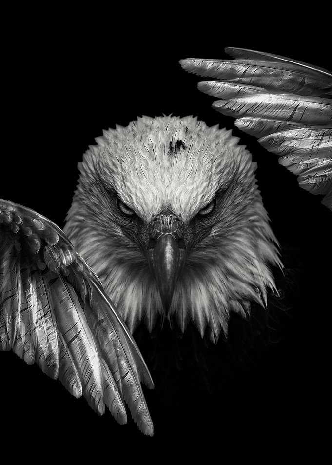 fighting wild eagle poster