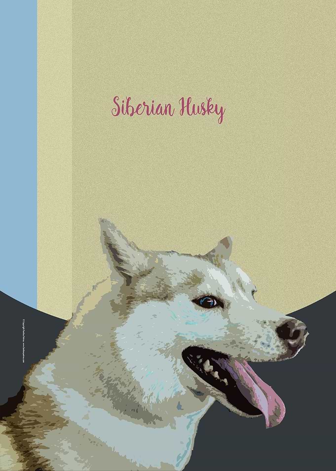 Siberian Husky