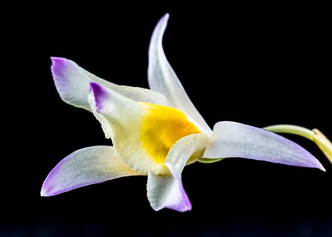 Tropical Gellb Orchid 7