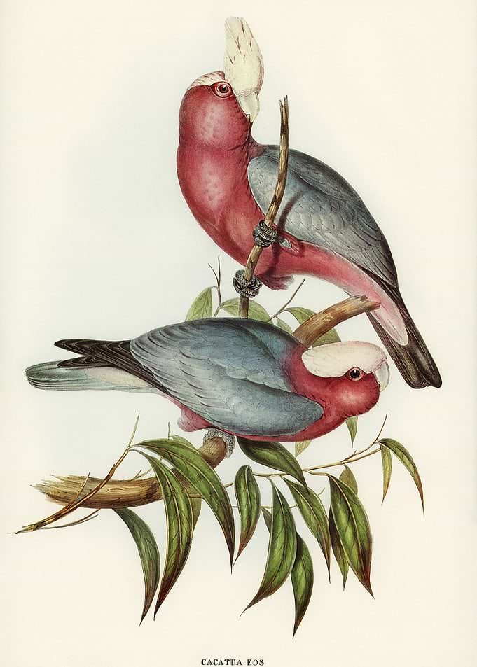 Cacatua Eos Rose breasted