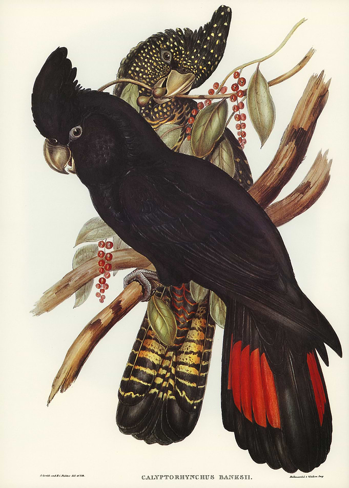 Banksian Cockatoo