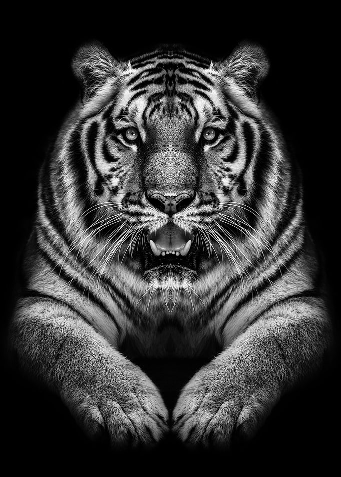wild tiger black poster