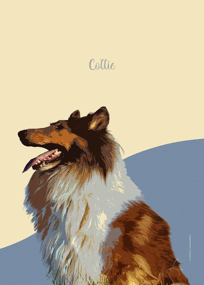 Collie