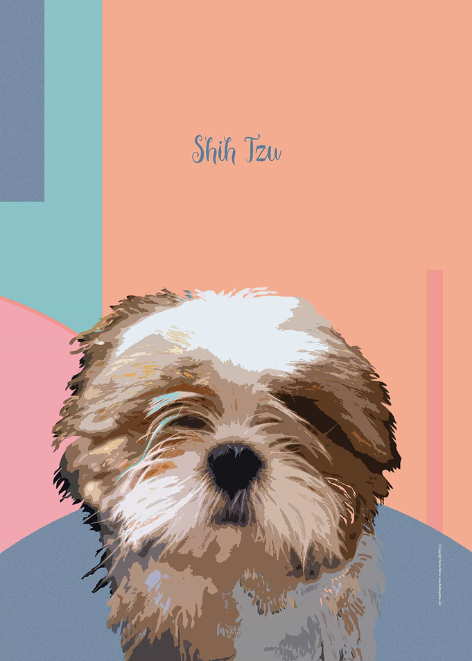 Shih Tzu