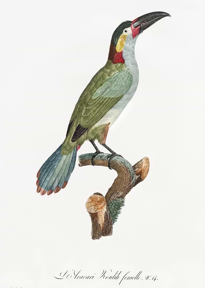 Black necked Aracari