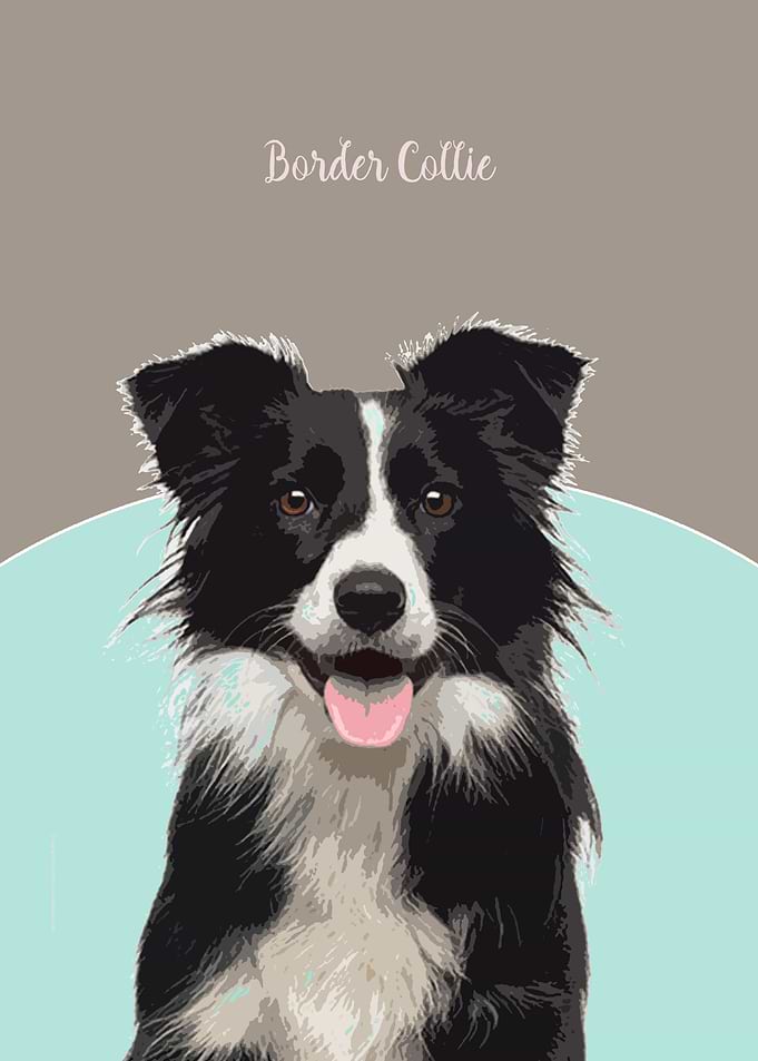 Border Collie