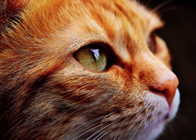 Orange cat close up
