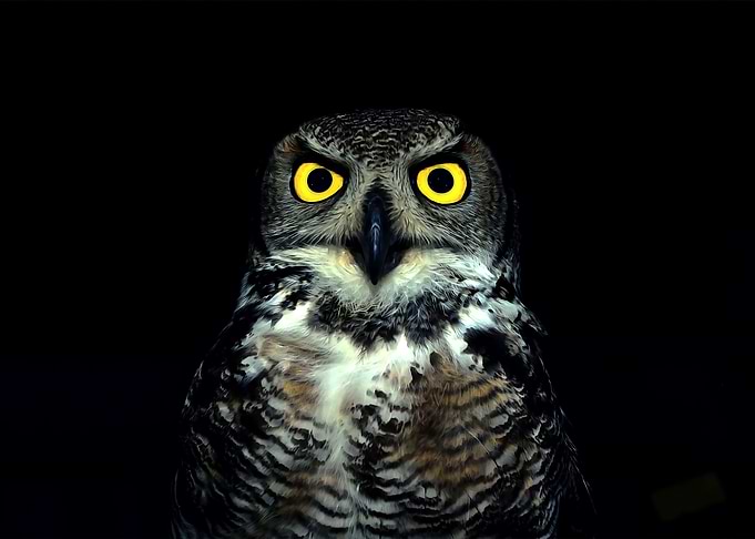 Owl and black background